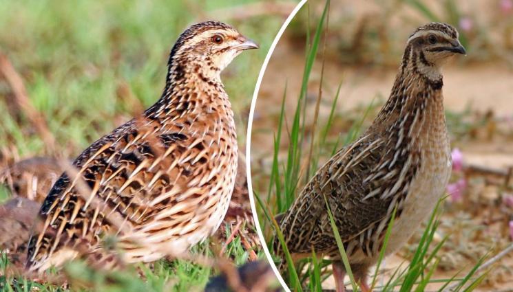 пъдпъдъци - Време за пъдпъдъци и гургулици, през август започва новият сезон