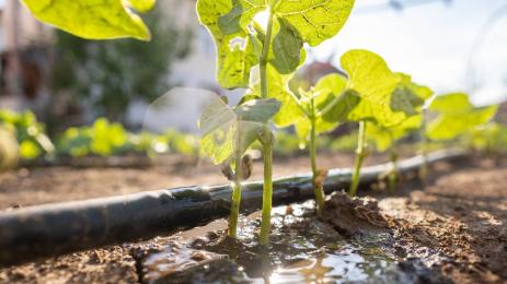 растения напояване земеделие