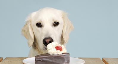 куче шоколад