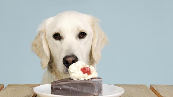 Защо кучетата не трябва да ядат шоколад?