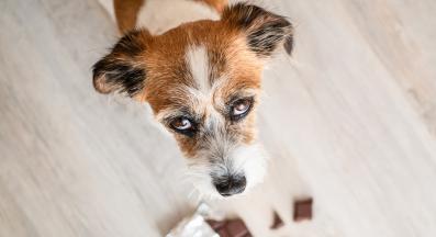 куче шоколад