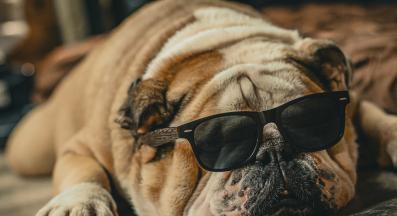 куче смешно