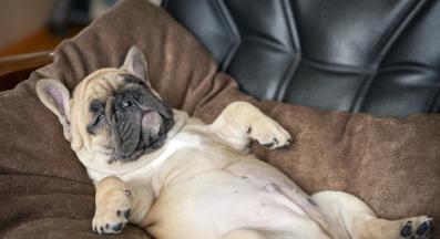 куче смешно