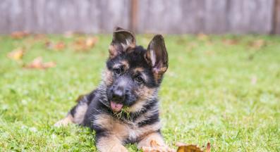 Немска овчарка