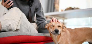 5 причини защо кучето търка муцуната си във вас