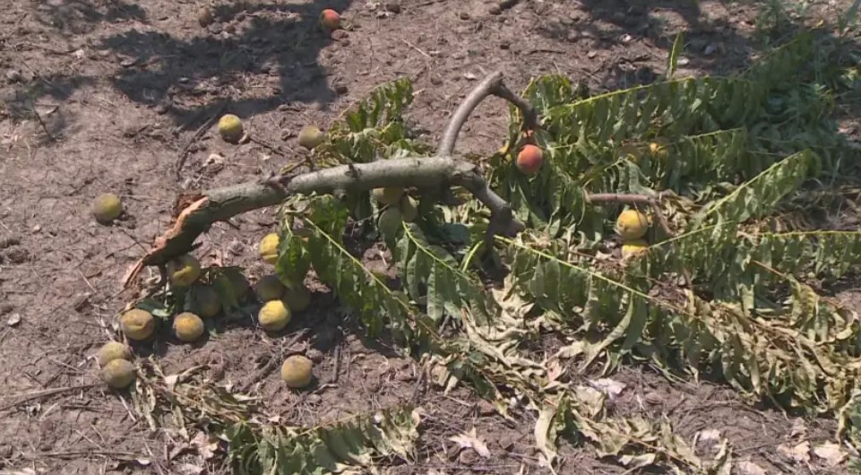 градушка овошки