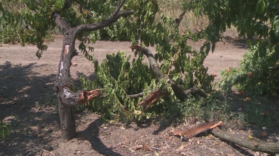 градушка овошки пак