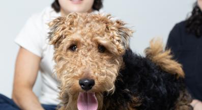 Уелски териер