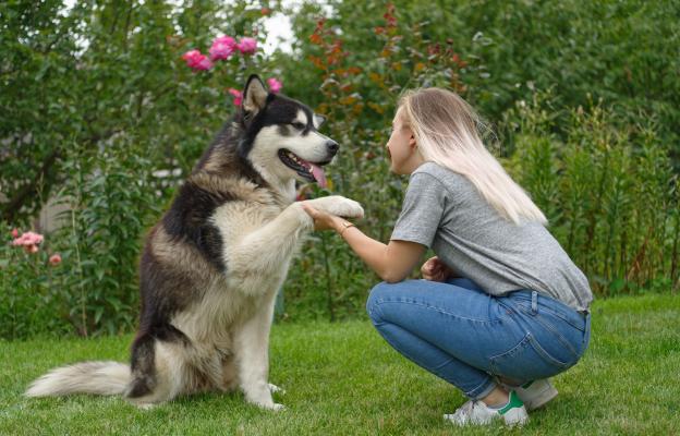 Аляски маламут