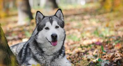 Аляски маламут