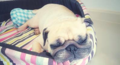 куче изплезен език