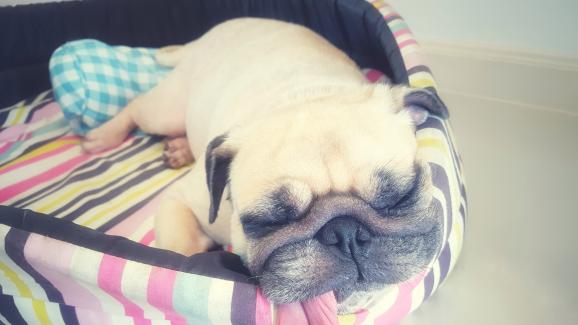 5 възможни причини защо кучето ви спи с изплезен език
