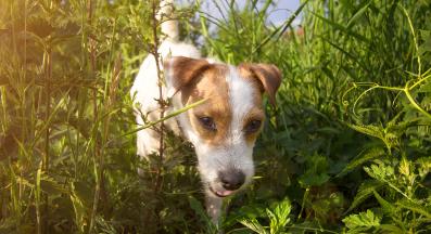 куче магданоз