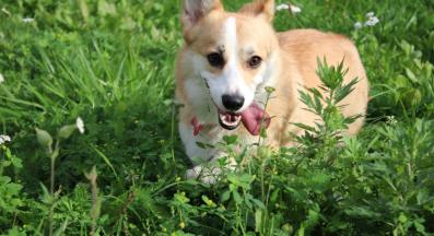 куче магданоз