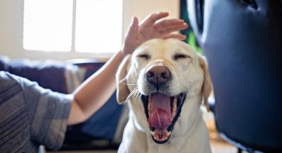 куче се прозява