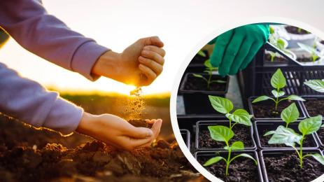 почва разсад