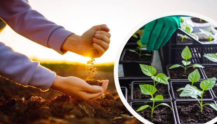 почва разсад - РАДОСТ ЗА ЗЕМЕДЕЛЦИТЕ: Учени създадоха