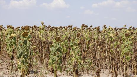 слънчоглед