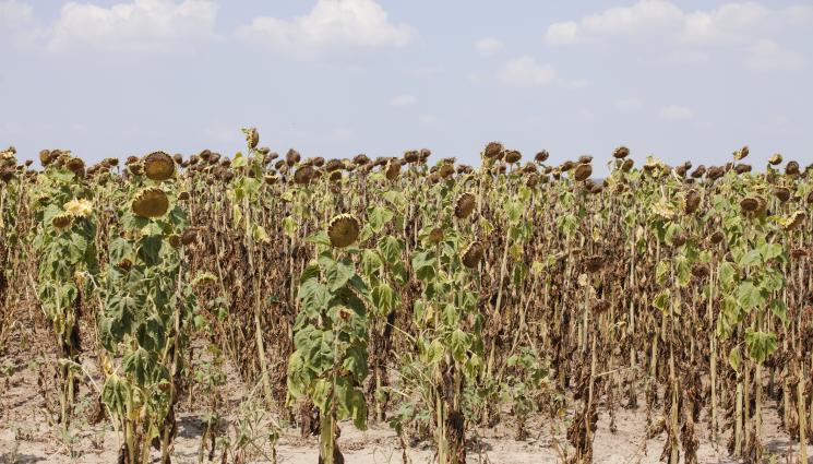 слънчоглед - Агро Телеграф: Слънцето опърли царевицата и слънчогледа