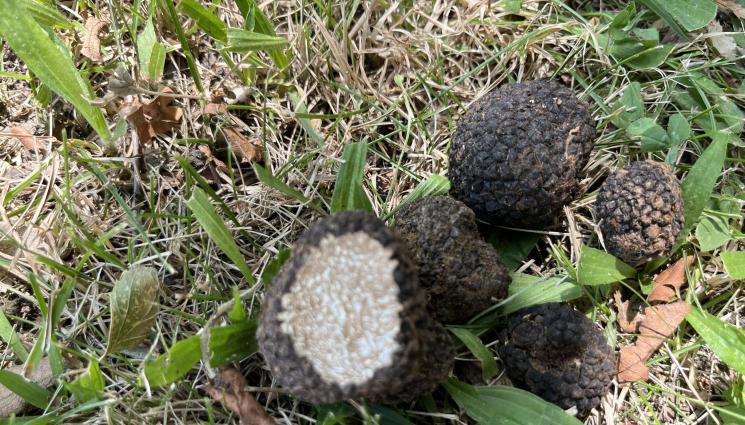 трюфели - Агро Телеграф: 20 т дневно трюфел тръгва за Италия