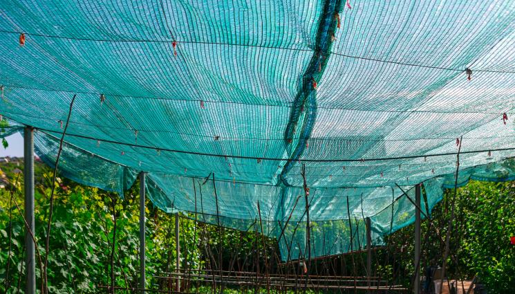 мрежа градина - Агро Телеграф: Засенчваме доматите с мрежа за коли