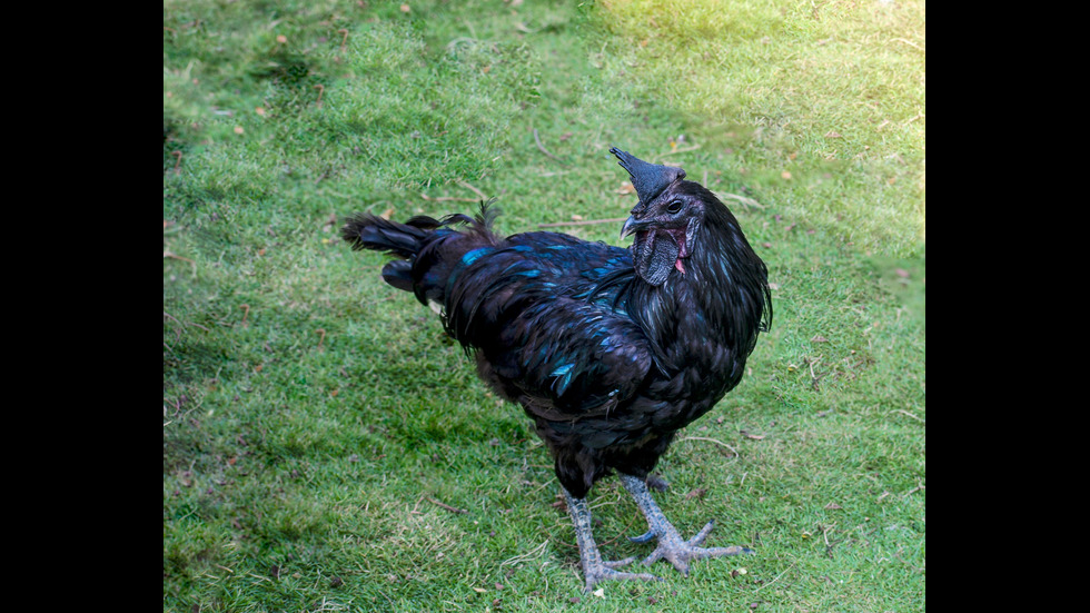 Черната кокошка Ayam Cermani