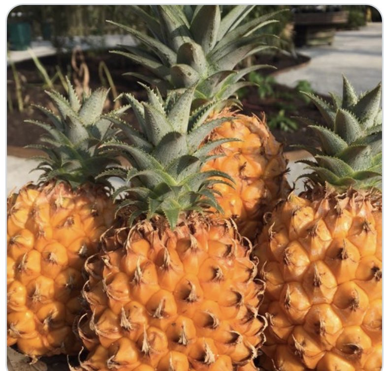 ананаси