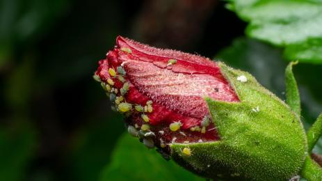 листни въшки роза