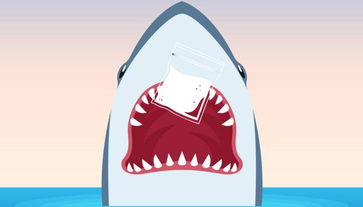 акула - ПАЗЕТЕ СЕ: Напукани на бело акули обикалят плажовете!