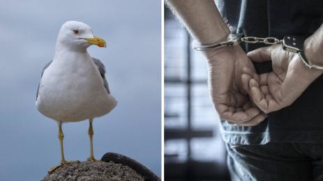 чайка арест