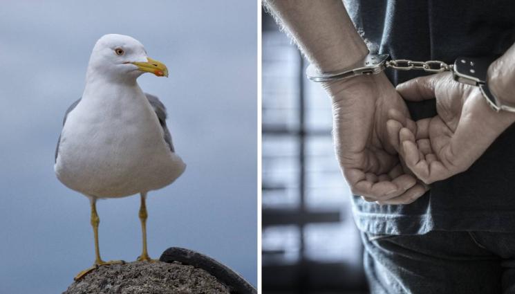 чайка арест - ЖЕСТОКОСТ: Безпощаден палач обезглави чайка заради пържени картофи! (СНИМКА)