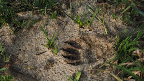 стъпка животно