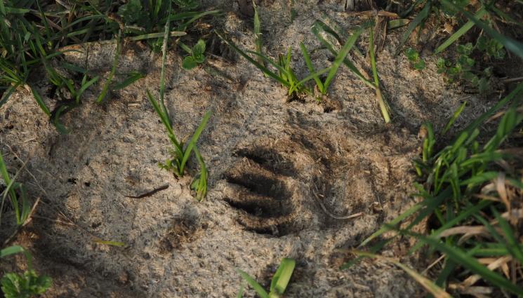 стъпка животно - ЩО Е ТО?! Мистериозно същество се появи в домашен двор у нас! (СНИМКИ)