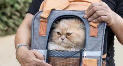 котка в транспортна чанта