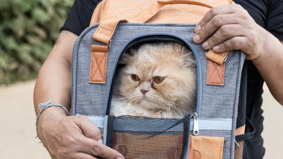 Котката ми е се „препарира“ от страх в транспортната си чанта