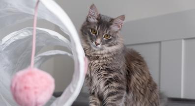 котка играе