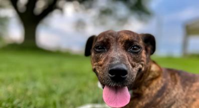 куче се задъхва