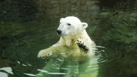 полярна мечка