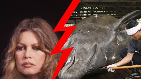 Бриджит Бардо