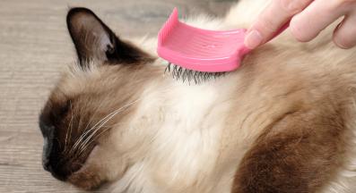 разресване на котка