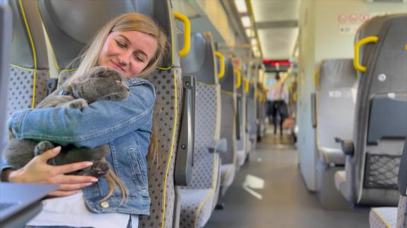 Прости съвети как да пътувате с котката си в градския транспорт