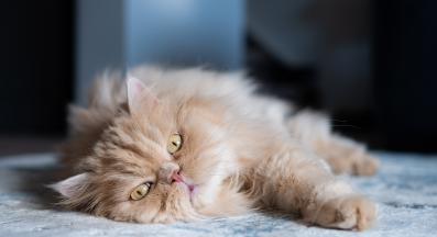 Персийска котка