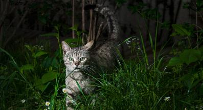 котка навън