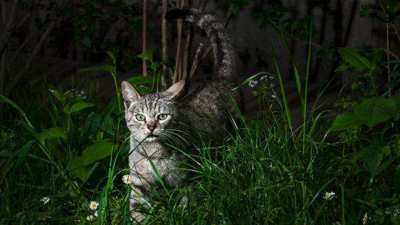 Безопасно ли е котката ми да стои навън през нощта?