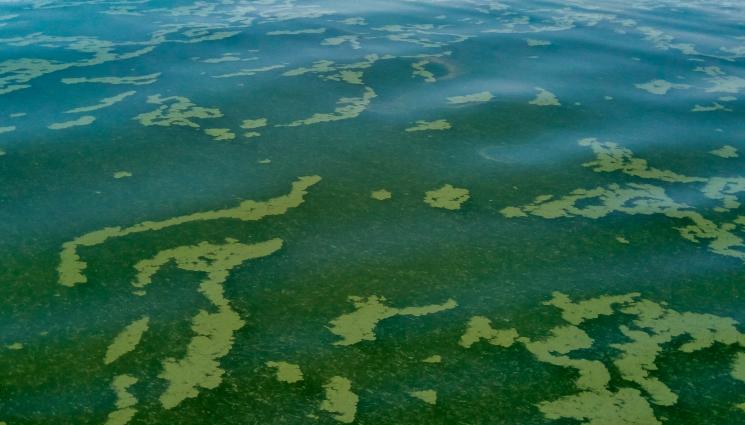 Черно море - КАКВО СЕ СЛУЧВА с Черно море, водата кипна?