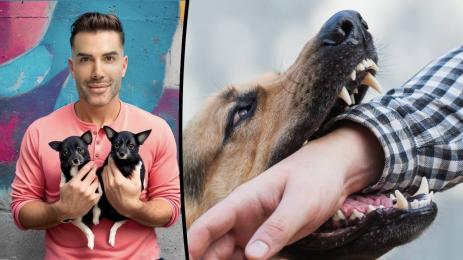 ухапване куче