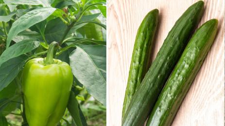 чушка краставица