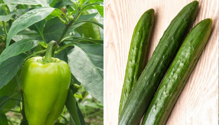 чушка краставица - НЯМА ПЪЛНА РАДОСТ: Чушката надолу, краставицата – нагоре!