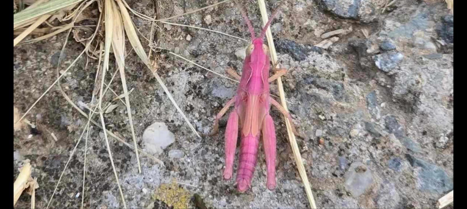 розов скакалец