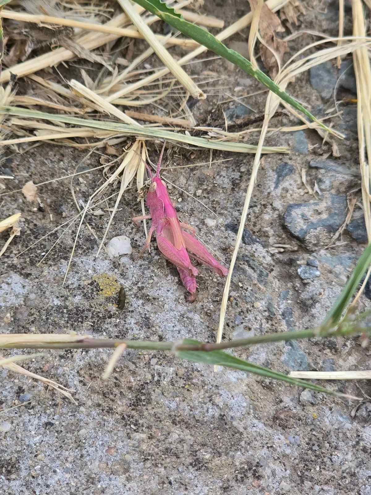 розов скакалец